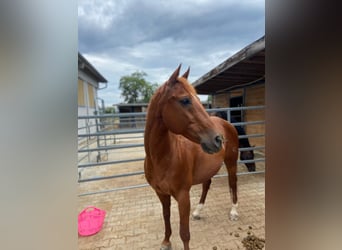 American Quarter Horse, Wałach, 18 lat, 152 cm, Kasztanowata