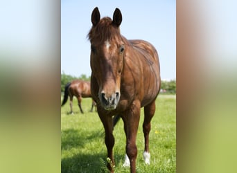American Quarter Horse, Wałach, 18 lat, 152 cm, Kasztanowata