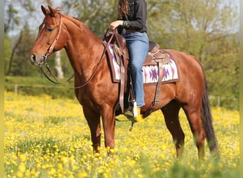 American Quarter Horse, Wałach, 18 lat, 152 cm, Kasztanowata