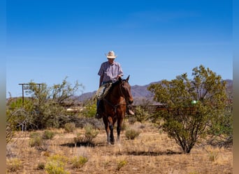 American Quarter Horse, Wałach, 19 lat, 152 cm, Gniada
