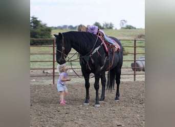 American Quarter Horse, Wałach, 19 lat, Kara
