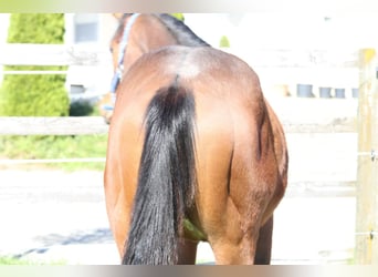 American Quarter Horse, Wałach, 1 Rok, 140 cm, Kasztanowata