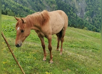 American Quarter Horse Mix, Wałach, 1 Rok, 142 cm, Bułana