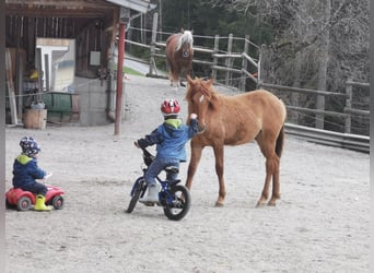American Quarter Horse Mix, Wałach, 1 Rok, 142 cm, Bułana