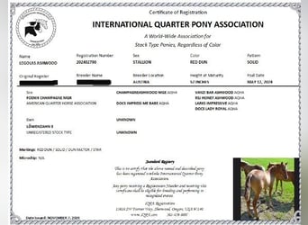 American Quarter Horse Mix, Wałach, 1 Rok, 142 cm, Bułana