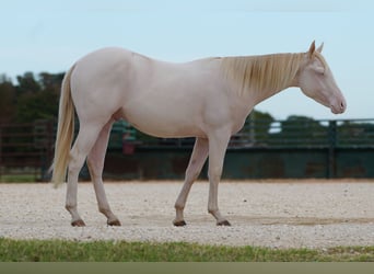 American Quarter Horse, Wałach, 1 Rok, 142 cm, Perlino