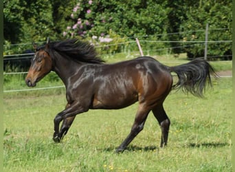 American Quarter Horse, Wałach, 1 Rok, 148 cm, Ciemnogniada