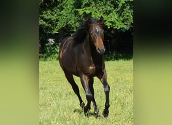 American Quarter Horse, Wałach, 1 Rok, 148 cm, Ciemnogniada