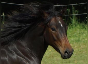 American Quarter Horse, Wałach, 1 Rok, 148 cm, Ciemnogniada