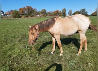 American Quarter Horse, Wałach, 1 Rok, 150 cm, Bułana