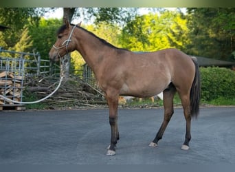 American Quarter Horse, Wałach, 1 Rok, 150 cm