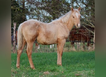 American Quarter Horse, Wałach, 1 Rok, 151 cm, Izabelowata