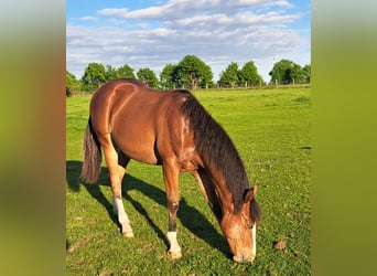 American Quarter Horse, Wałach, 1 Rok, 152 cm, Gniada