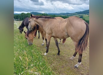 American Quarter Horse, Wałach, 1 Rok, 154 cm, Jelenia