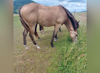 American Quarter Horse, Wałach, 1 Rok, 154 cm, Jelenia