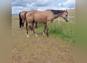 American Quarter Horse, Wałach, 1 Rok, 154 cm, Jelenia