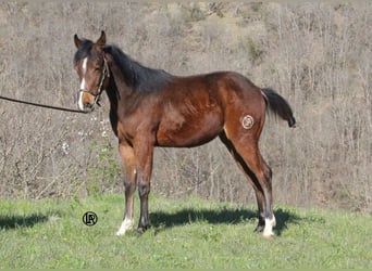American Quarter Horse, Wałach, 1 Rok, Gniada