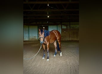 American Quarter Horse, Wałach, 1 Rok, Gniada
