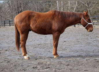 American Quarter Horse, Wałach, 2 lat, 147 cm, Cisawa