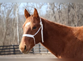 American Quarter Horse, Wałach, 2 lat, 147 cm, Cisawa