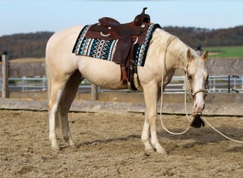 American Quarter Horse, Wałach, 2 lat, 148 cm, Bułana