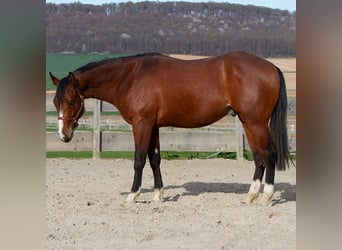 American Quarter Horse, Wałach, 2 lat, 150 cm, Gniada