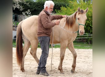 American Quarter Horse, Wałach, 2 lat, 150 cm, Szampańska