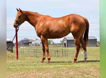 American Quarter Horse, Wałach, 2 lat, 152 cm, Cisawa