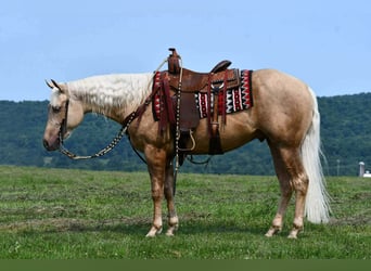 American Quarter Horse, Wałach, 2 lat, 152 cm, Izabelowata