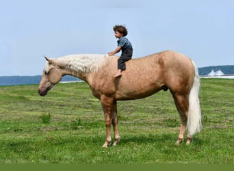 American Quarter Horse, Wałach, 2 lat, 152 cm, Izabelowata