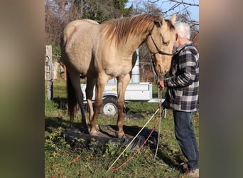 American Quarter Horse, Wałach, 2 lat, 152 cm, Szampańska