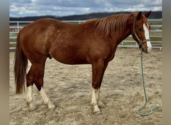 American Quarter Horse, Wałach, 2 lat, 153 cm, Kasztanowata