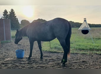 American Quarter Horse, Wałach, 2 lat, 154 cm, Karodereszowata