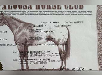 American Quarter Horse Mix, Wałach, 2 lat, 155 cm