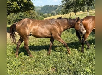 American Quarter Horse Mix, Wałach, 2 lat, 155 cm