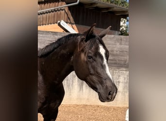 American Quarter Horse, Wałach, 2 lat, 157 cm, Kara