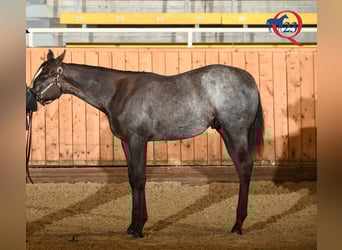 American Quarter Horse, Wałach, 2 lat, 157 cm