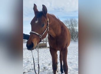 American Quarter Horse, Wałach, 2 lat, 160 cm, Gniada