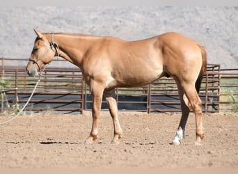 American Quarter Horse, Wałach, 2 lat, Bułana