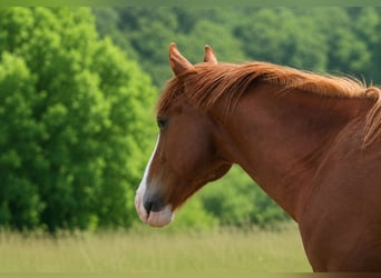 American Quarter Horse, Wałach, 2 lat, Ciemnokasztanowata