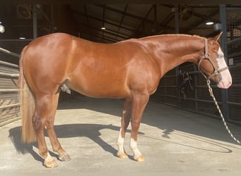 American Quarter Horse, Wałach, 2 lat, Cisawa