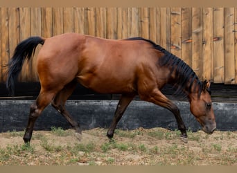 American Quarter Horse, Wałach, 2 lat, Gniada