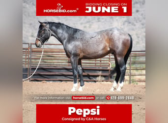 American Quarter Horse, Wałach, 2 lat, Gniadodereszowata
