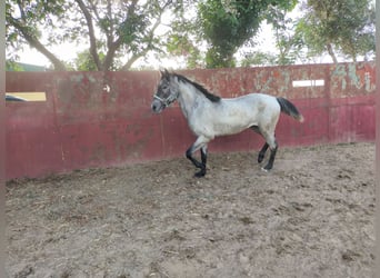 American Quarter Horse, Wałach, 2 lat, Kasztanowatodereszowata