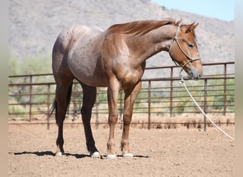 American Quarter Horse, Wałach, 2 lat, Kasztanowatodereszowata