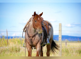 American Quarter Horse, Wałach, 2 lat, Kasztanowatodereszowata
