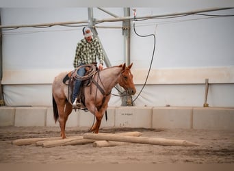American Quarter Horse, Wałach, 2 lat, Kasztanowatodereszowata