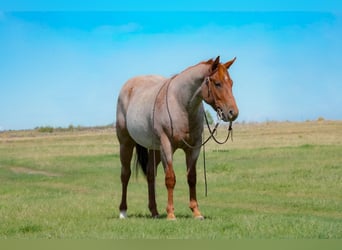 American Quarter Horse, Wałach, 2 lat, Kasztanowatodereszowata