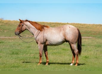 American Quarter Horse, Wałach, 2 lat, Kasztanowatodereszowata