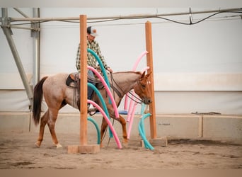 American Quarter Horse, Wałach, 2 lat, Kasztanowatodereszowata